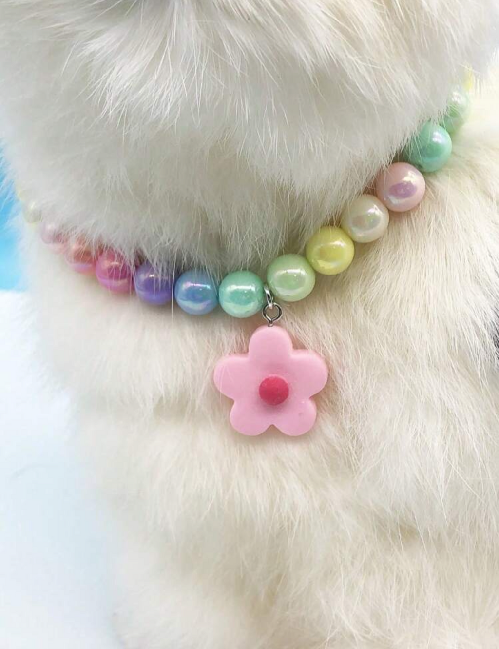 Miss Kitty