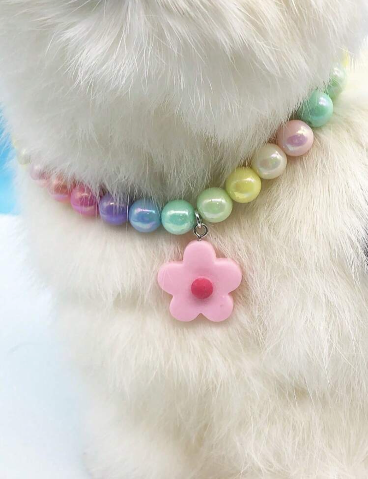 Miss Kitty